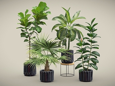 盆栽 琴叶榕 蒲葵 万年青 橡皮树 盆栽 室内植物