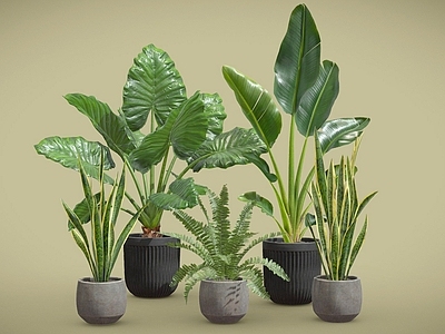 盆栽 金边虎尾兰 海芋 天堂鸟 波士顿蕨 盆栽 植物摆件