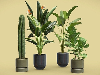盆栽 仙人掌 鹤望兰 琴叶榕 室内植物 盆栽 植物摆件