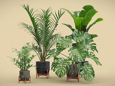 盆栽 金钱树 散尾葵 龟背竹 芭蕉 盆栽 植物摆件
