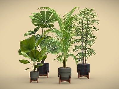 盆栽 棕榈盆栽 蒲葵 罗汉松 散尾葵 盆栽 植物摆件