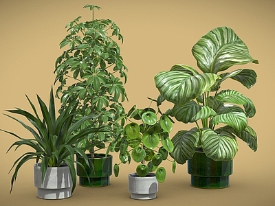 盆栽 龙舌兰 鹅掌柴 镜面草 青苹果竹芋 盆栽 植物摆件