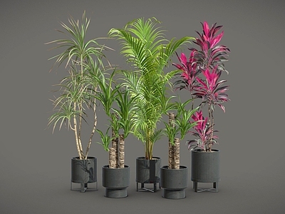 盆栽 龙血树 散尾葵 朱蕉 室内植物 盆栽 植物摆件