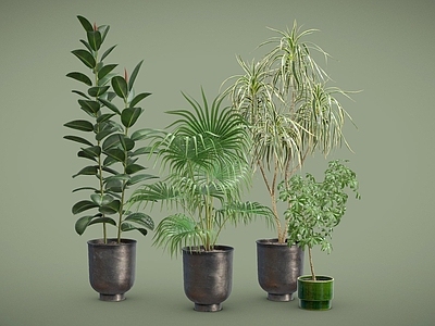 盆栽 橡皮树 龙血树 棕榈盆栽 鹅掌柴 盆栽 植物摆件