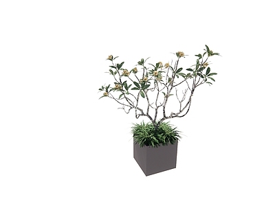 盆栽 海岛春花 带轮植物 盆栽 植物 绿植