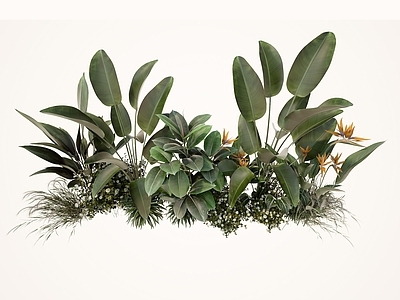 植物组合 绿植 天堂鸟 鹤望兰 植物组合