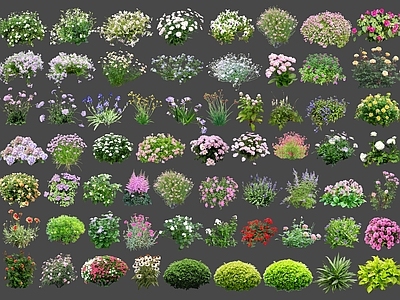 灌木 景观植物灌木球 公园景观花草花卉 球形灌木丛组团 庭院花园花境植物 月季蔷薇玫瑰绣球