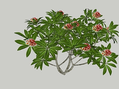 乔木 鸡蛋花 果树 石榴树 景观树