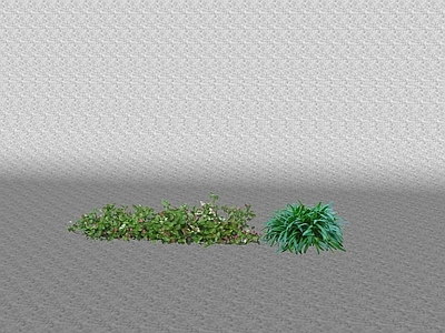 灌木 灌木球