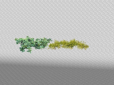 花草 花坛花草