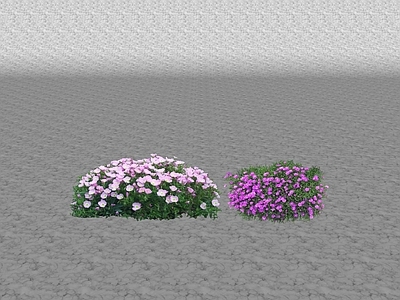 花草 花坛花草