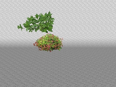 花草 花坛花草