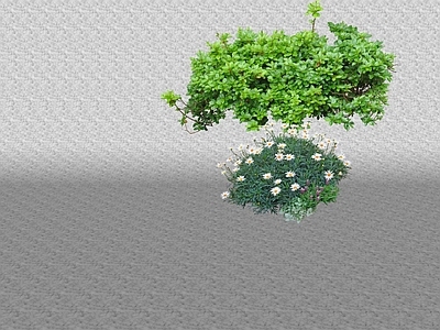 花草 苔藓 花盆花钵