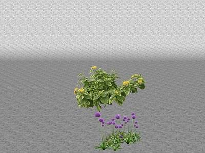 花草 花坛花草