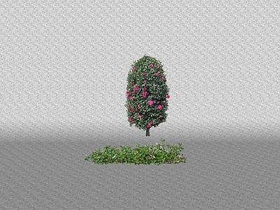 花草 花坛花草
