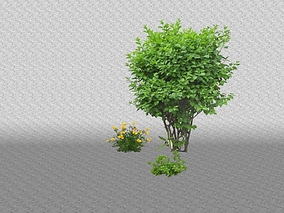 花草 花境
