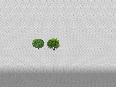 灌木 盆栽灌木