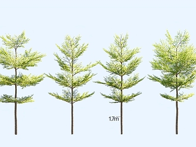 景观树 小叶榄仁 锦叶榄仁 细叶榄仁 景观树 行道树