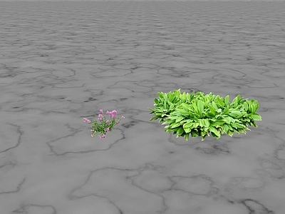 花草 花盆花钵