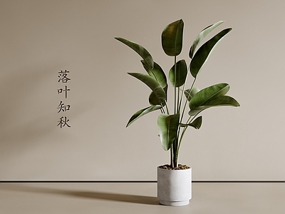 盆栽 现代盆栽 绿植盆栽 客厅盆栽 阳台盆栽 芭蕉叶