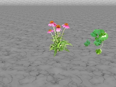 花草 花坛花草