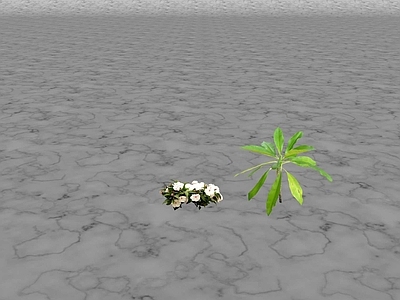 花草 花坛花草