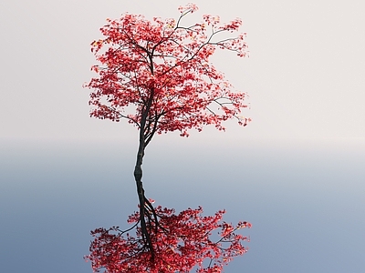 景观树 红枫 鸡爪槭 景观树 点睛树 点景树