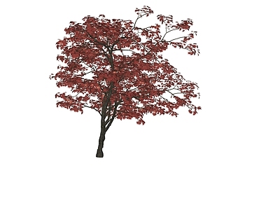 禅意中古其他景观小品 红枫 鸡爪槭 景观树 点睛树点景树
