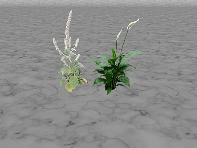 花草 花坛花草
