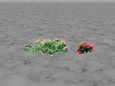 花草 花坛花草
