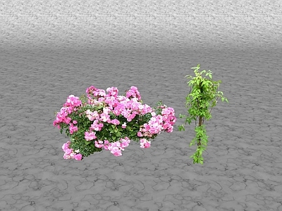 花草 花坛花草