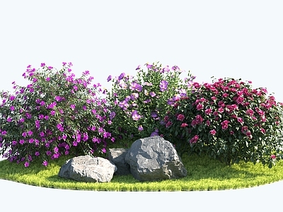 花 杜鹃球 开花灌木 茶花球 紫花 粉花