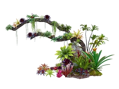 花草 姬凤梨 枯木 奇花异草 植物小品 热带植物