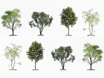 景观树 现代树木 景观树木 庭院树木 行道树 花园树木