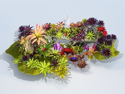 花草 姬凤梨 奇花异草 热带植物 枯木造景 植物小品