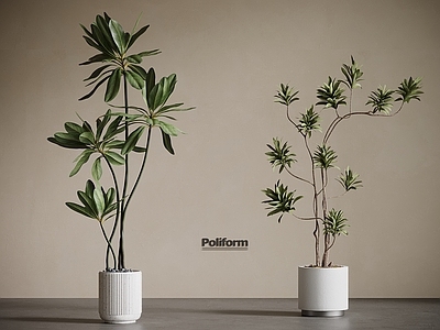 盆栽 现代绿植盆