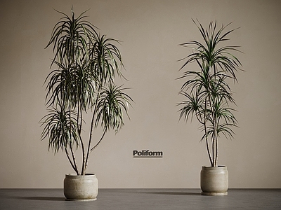 盆栽 现代绿植盆