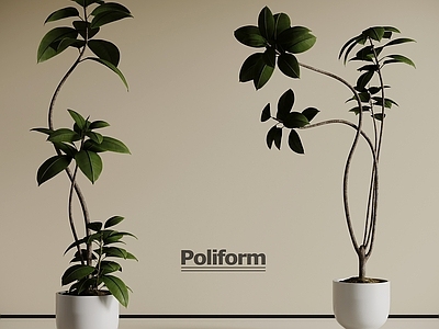 盆栽 现代绿植盆