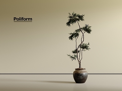 盆栽 绿植盆栽