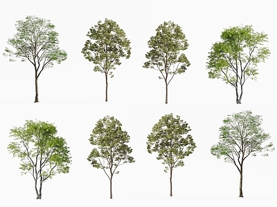 景观树 现代树木 景观树 行道树 庭院树木