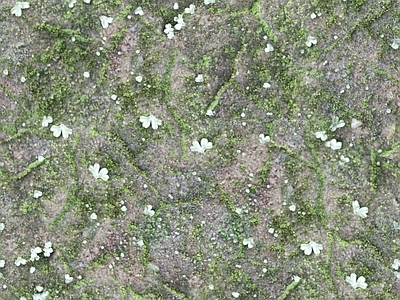 法式自然地面 草地草坪绿地草坪 户外草皮地面