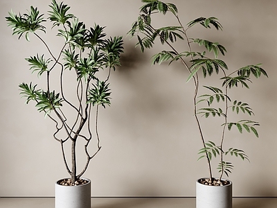 盆栽 现代盆栽 意式盆栽 植物盆栽 客厅盆栽 阳台盆栽