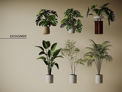 盆栽 现代盆栽植物 绿植摆件