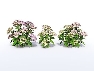 花草 现代植物 地被 花卉 花草 花丛