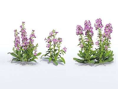 现代花草 现代植物 地被 花卉 花草 花丛