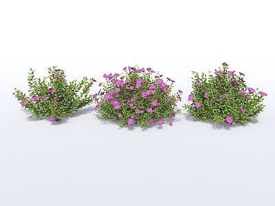 花草 现代植物 地被 花卉 花草 花丛