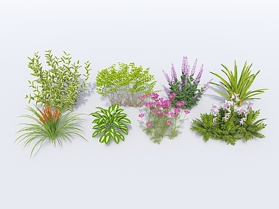 花草 现代植物 地被 花卉 花草 花丛