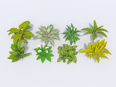 花草 现代植物 地被 花草 花卉 花丛