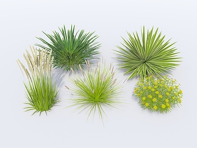 花草 现代植物 地被 花卉 花草 花丛