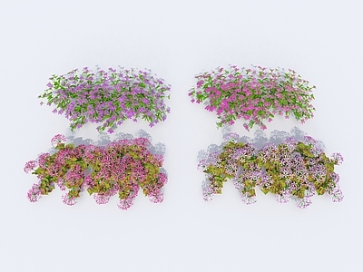 花草 现代植物 地被 花卉 花草 花丛